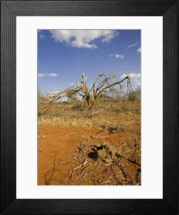 Framed Print : Elephants competing for food strip bark off trees in the Ngulia Black Rhino Sanctuary in Kenya's Tsavo National Park West. This is a protected stronghold for the highly endangered Black or Hook-lipped rhinoceros which is now a CITES Appendix 1 Framed Print : Elephants competing for food strip bark off trees in the Ngulia Black Rhino Sanctuary in Kenya's Tsavo National Park West. This is a protected stronghold for the highly endangered Black or Hook-lipped rhinoceros which is now a CITES Appendix 1