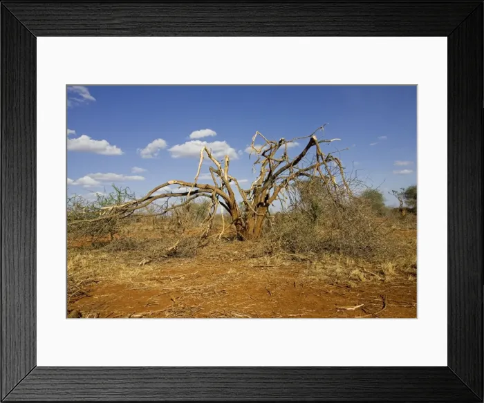 Framed Print : Elephants competing for food strip bark off trees in the Ngulia Black Rhino Sanctuary in Kenya's Tsavo National Park West. This is a protected stronghold for the highly endangered Black or Hook-lipped rhinoceros which is now a CITES Appendix 1 Framed Print : Elephants competing for food strip bark off trees in the Ngulia Black Rhino Sanctuary in Kenya's Tsavo National Park West. This is a protected stronghold for the highly endangered Black or Hook-lipped rhinoceros which is now a CITES Appendix 1