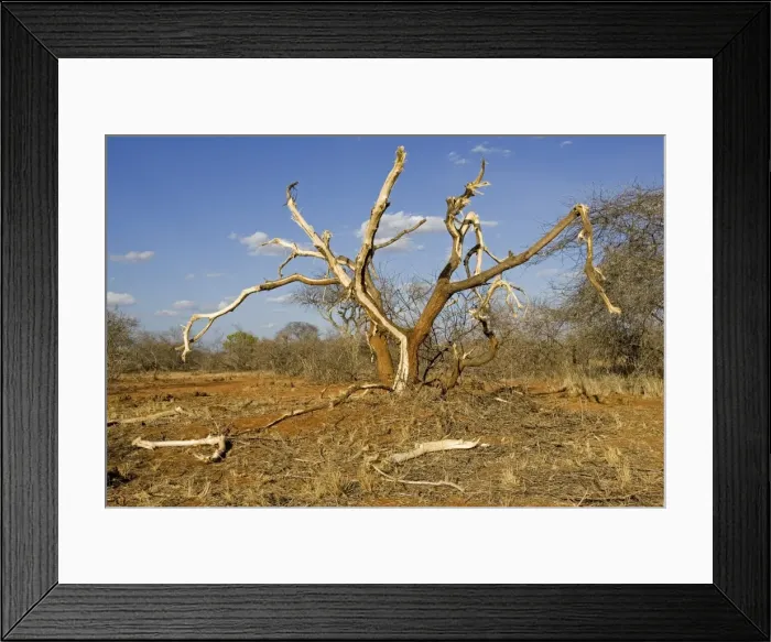 Framed Print : Elephants competing for food strip bark of trees in the Ngulia Black Rhino Sanctuary in Kenya's Tsavo National Park West. This is a protected stronghold for the highly endangered Black or Hook-lipped rhinoceros which is now a CITES Appendix 1 Framed Print : Elephants competing for food strip bark of trees in the Ngulia Black Rhino Sanctuary in Kenya's Tsavo National Park West. This is a protected stronghold for the highly endangered Black or Hook-lipped rhinoceros which is now a CITES Appendix 1