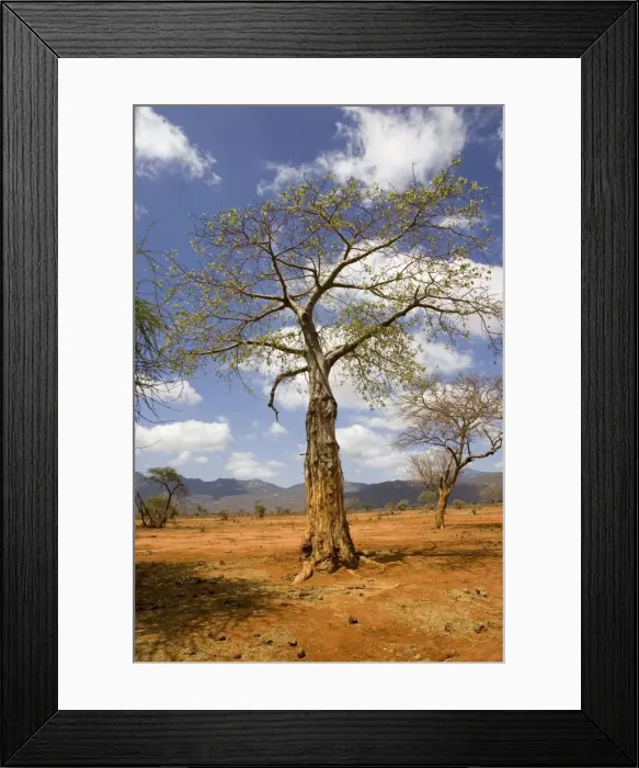 Framed Print : Damage to baobab by elephant in the Ngulia Black Rhino Sanctuary in Kenya's Tsavo West National Park. Ngulia is a protected stronghold for the highly endangered Black or Hook-lipped rhinoceros which is now a CITES Appendix 1 listed species Framed Print : Damage to baobab by elephant in the Ngulia Black Rhino Sanctuary in Kenya's Tsavo West National Park. Ngulia is a protected stronghold for the highly endangered Black or Hook-lipped rhinoceros which is now a CITES Appendix 1 listed species