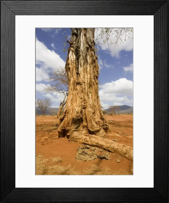 Framed Print : Damage to baobab by elephant in the Ngulia Black Rhino Sanctuary in Kenya's Tsavo West National Park. Ngulia is a protected stronghold for the highly endangered Black or Hook-lipped rhinoceros which is now a CITES Appendix 1 listed species Framed Print : Damage to baobab by elephant in the Ngulia Black Rhino Sanctuary in Kenya's Tsavo West National Park. Ngulia is a protected stronghold for the highly endangered Black or Hook-lipped rhinoceros which is now a CITES Appendix 1 listed species