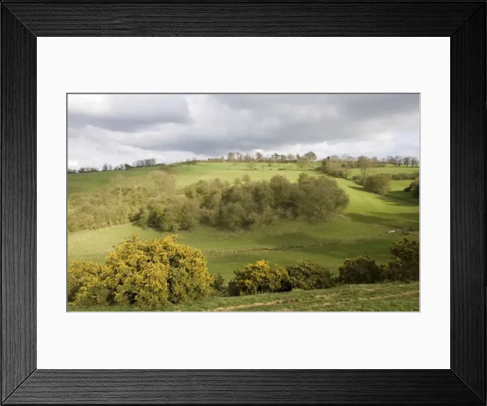 Framed Print : Cotswolds - Woodland and gorse on side of valley escarpment at Mickleton near Chipping Campden UK Framed Print : Cotswolds - Woodland and gorse on side of valley escarpment at Mickleton near Chipping Campden UK