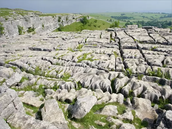 Limestone pavement above Malham Cove has been deeply eroded by acid rain leaving clints (lumps of limestone) and grykes (the gaps in between). Grykes provide habitat for many rare or unusual plants such as hart's tongue ferns