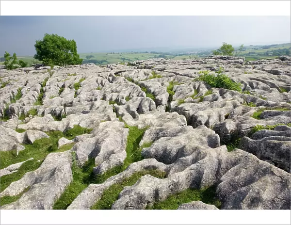 Llimestone pavement above Malham Cove has been deeply eroded by acid rain leaving clints (lumps of limestone) and grykes (the gaps in between). Grykes provide habitat for many rare or unusual plants such as hart's tongue ferns