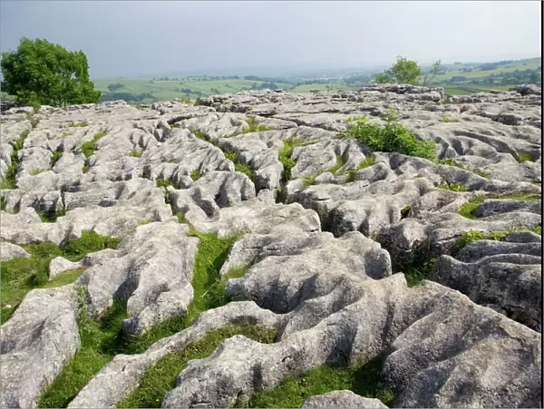 Llimestone pavement above Malham Cove has been deeply eroded by acid rain leaving clints (lumps of limestone) and grykes (the gaps in between). Grykes provide habitat for many rare or unusual plants such as hart's tongue ferns
