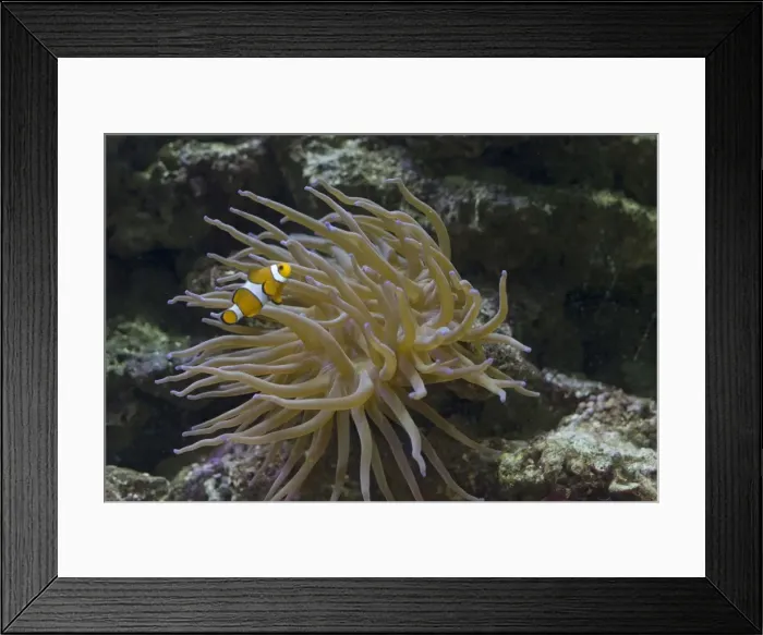 Framed Print : Clown fish (Amphiprion ocellaris) swimming in Magnificent anemone - Aquariumgalicia Reboredo Galicia Spain