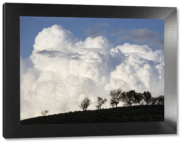 Low altitude billowing cumulus clouds with dark foreground with trees silhouetted on horizon Northern Spain
