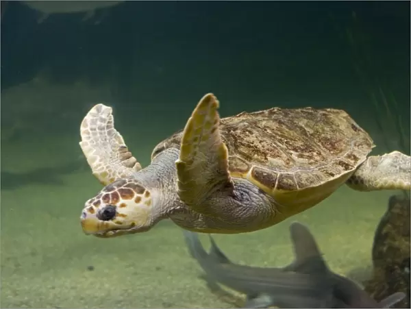 Green turtle swimming - Aquariumgalicia Reboredo Galicia Spain