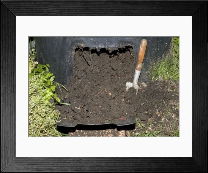 Framed Print : Mature compost full of red worms, UK - at base of compost bin made of recycled plastic in garden in Cotswolds, UK Framed Print : Mature compost full of red worms, UK - at base of compost bin made of recycled plastic in garden in Cotswolds, UK