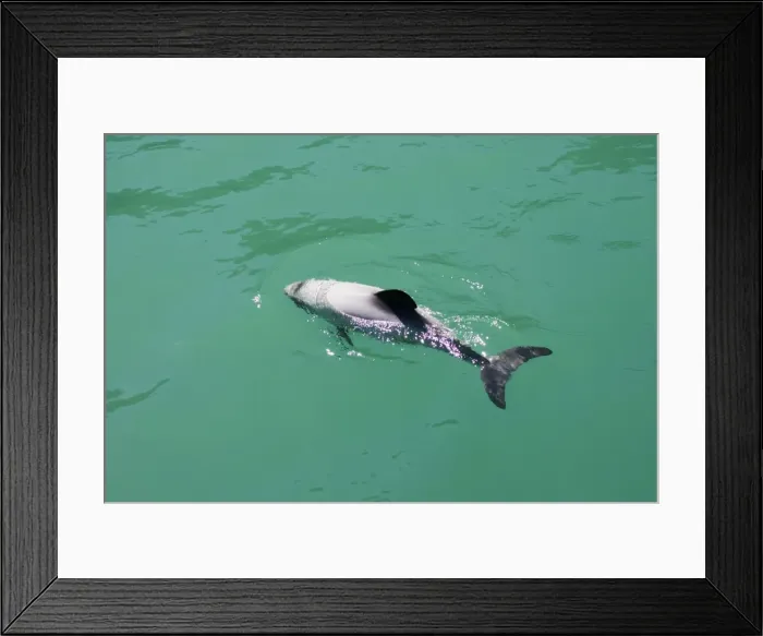 Framed Print : Hector's Dolphins - one of the smallest marine mammals - it is endangered due to fishing nets and boat propellors. Akaroa Harbour - South Island - New Zealand Framed Print : Hector's Dolphins - one of the smallest marine mammals - it is endangered due to fishing nets and boat propellors. Akaroa Harbour - South Island - New Zealand