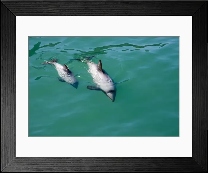 Framed Print : Hector's Dolphins - one of the smallest marine mammals - it is endangered due to fishing nets and boat propellors. Akaroa Harbour - South Island - New Zealand Framed Print : Hector's Dolphins - one of the smallest marine mammals - it is endangered due to fishing nets and boat propellors. Akaroa Harbour - South Island - New Zealand
