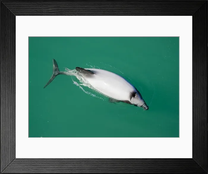 Framed Print : Hector's Dolphins - one of the smallest marine mammals - it is endangered due to fishing nets and boat propellors. Akaroa Harbour - South Island - New Zealand Framed Print : Hector's Dolphins - one of the smallest marine mammals - it is endangered due to fishing nets and boat propellors. Akaroa Harbour - South Island - New Zealand