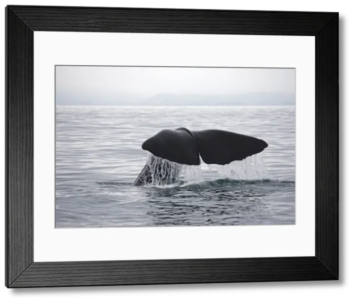 Framed Print : Sperm Whale - tail fluke shedding water droplets as it dives off Kaikoura South Island New Zealand