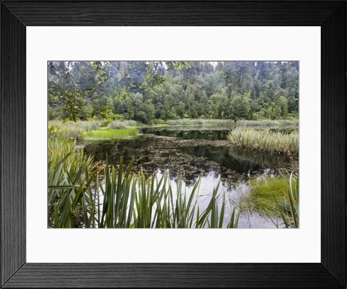 Framed Print : New Zealand - diverse rich wetland habitat. Lake Matheson - South Westland Framed Print : New Zealand - diverse rich wetland habitat. Lake Matheson - South Westland