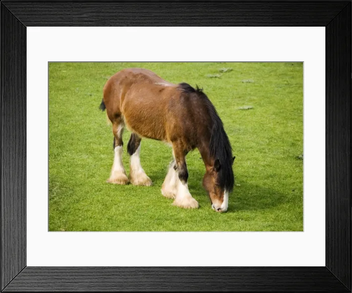 Framed Print : Shire horse - grazing. Rare Breed Trust Cotswold Farm Park Temple Guiting near Stow on the Wold UK Shire horses were the main source of power on British farms until the 1940s when they were gradually replaced by tractors Framed Print : Shire horse - grazing. Rare Breed Trust Cotswold Farm Park Temple Guiting near Stow on the Wold UK Shire horses were the main source of power on British farms until the 1940s when they were gradually replaced by tractors