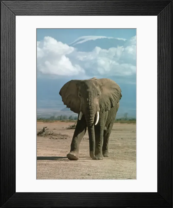 Framed Print : African Elephant - Kilimanjaro Amboseli Game Reserve, Kenya Africa Framed Print : African Elephant - Kilimanjaro Amboseli Game Reserve, Kenya Africa