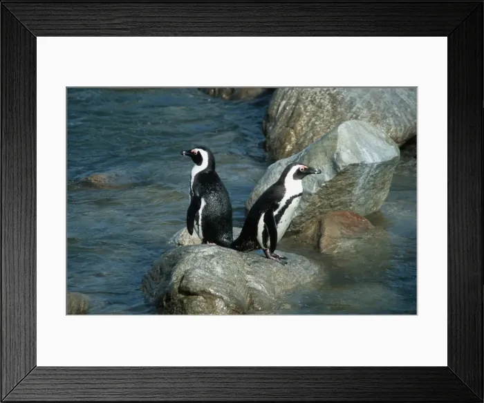 Framed Print : Jackass penguins Stony Point, Bettys Bay Western Cape, South Africa Framed Print : Jackass penguins Stony Point, Bettys Bay Western Cape, South Africa