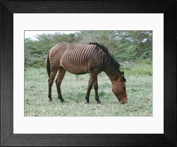 Framed Print : Hybrid cross zebra & horse (Zebra stallion & domestic mare) Naivasha, Kenya, Africa Framed Print : Hybrid cross zebra & horse (Zebra stallion & domestic mare) Naivasha, Kenya, Africa