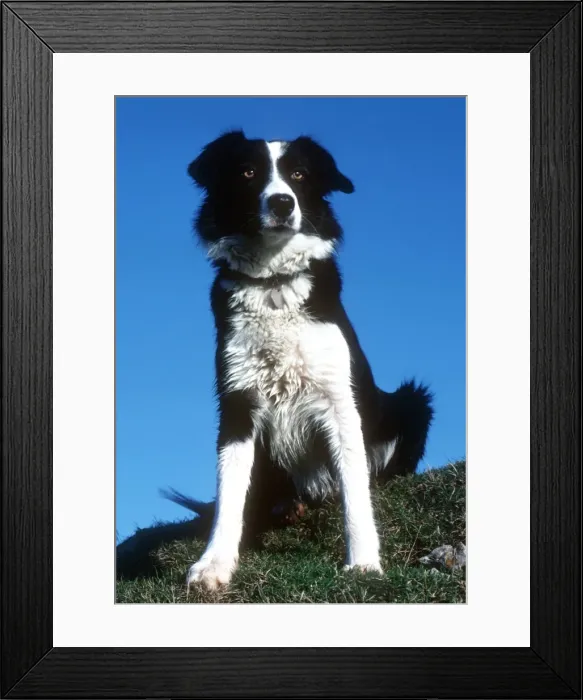 Framed Print : Portrait of sheepdog border collie Cotswolds UK Framed Print : Portrait of sheepdog border collie Cotswolds UK