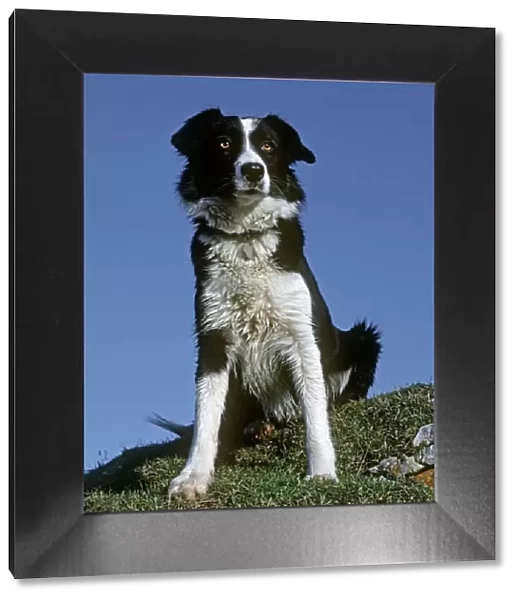 Dog - Black and white Sheepdog Border Collie sitting down Cotswolds UK