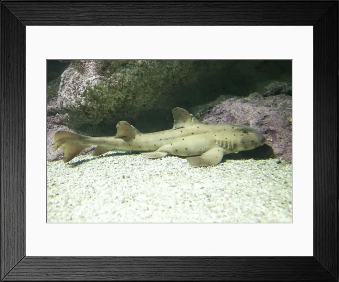 Framed Print : Horn shark Heterodontus francisci Oceanopolis Brest Brittany France Framed Print : Horn shark Heterodontus francisci Oceanopolis Brest Brittany France