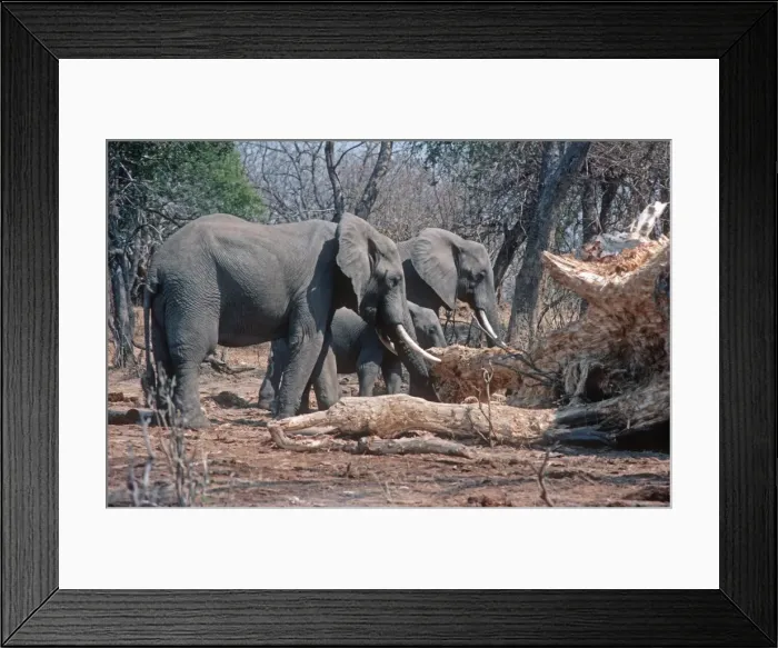 Framed Print : African Elephant - eating damaged baobab trees Luangwa Valley Zambia Framed Print : African Elephant - eating damaged baobab trees Luangwa Valley Zambia