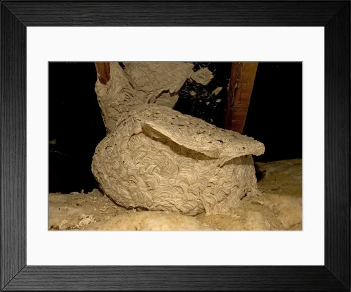Framed Print : Large wasp nest of in roof space, Cotswolds, UK Framed Print : Large wasp nest of in roof space, Cotswolds, UK