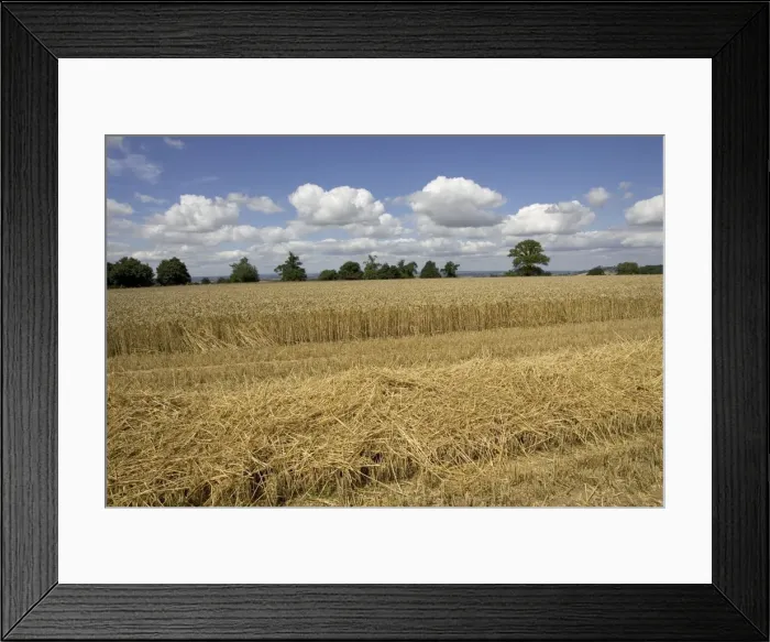 Framed Print : Partly harvested wheat field, Chipping Campden, Cotswolds, Britain Framed Print : Partly harvested wheat field, Chipping Campden, Cotswolds, Britain