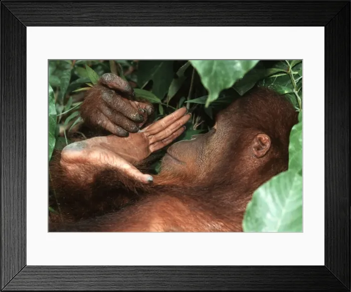 Framed Print : Borneo Orangutan - female looking at hand - Sepilok - Malaysia Framed Print : Borneo Orangutan - female looking at hand - Sepilok - Malaysia