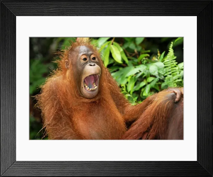 Framed Print : Borneo Orangutan - juvenile. Camp Leaky, Tanjung Puting National Park, Borneo, Indonesia Framed Print : Borneo Orangutan - juvenile. Camp Leaky, Tanjung Puting National Park, Borneo, Indonesia