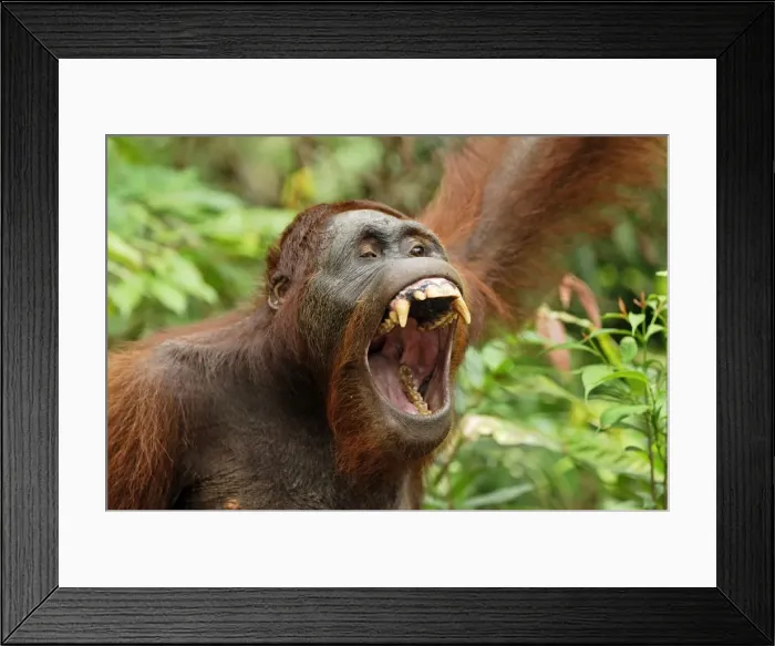 Framed Print : Borneo Orangutan. Camp Leaky, Tanjung Puting National Park, Borneo, Indonesia Framed Print : Borneo Orangutan. Camp Leaky, Tanjung Puting National Park, Borneo, Indonesia