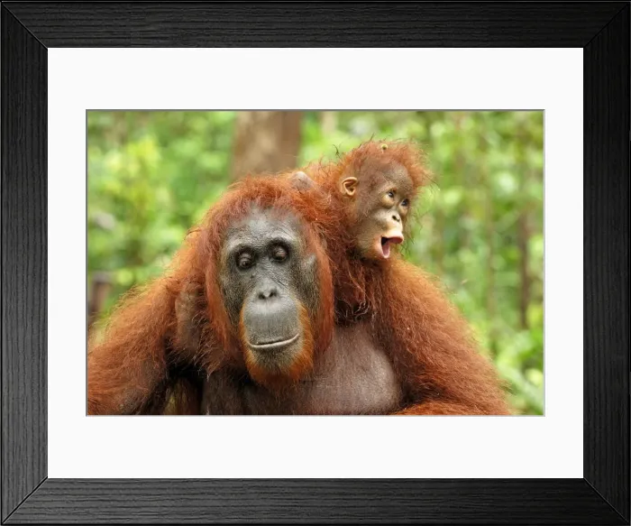 Framed Print : Borneo Orangutan - female with baby. Camp Leaky, Tanjung Puting National Park, Borneo, Indonesia Framed Print : Borneo Orangutan - female with baby. Camp Leaky, Tanjung Puting National Park, Borneo, Indonesia