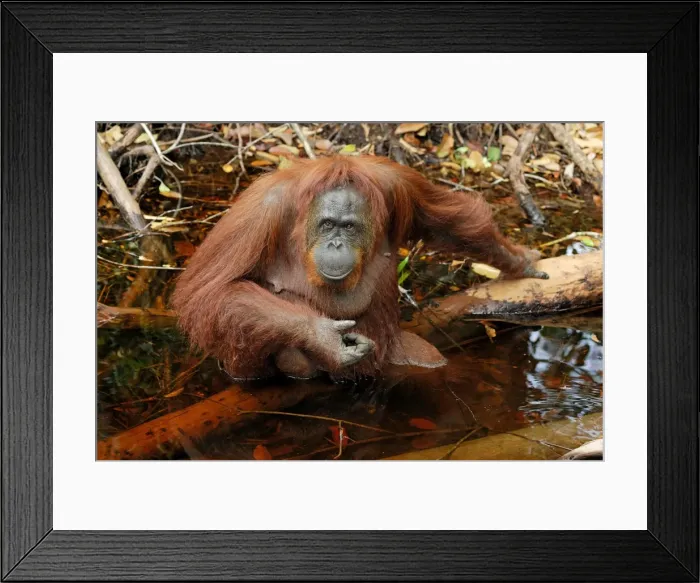 Framed Print : Borneo Orangutan - female. Camp Leaky, Tanjung Puting National Park, Borneo, Indonesia Framed Print : Borneo Orangutan - female. Camp Leaky, Tanjung Puting National Park, Borneo, Indonesia