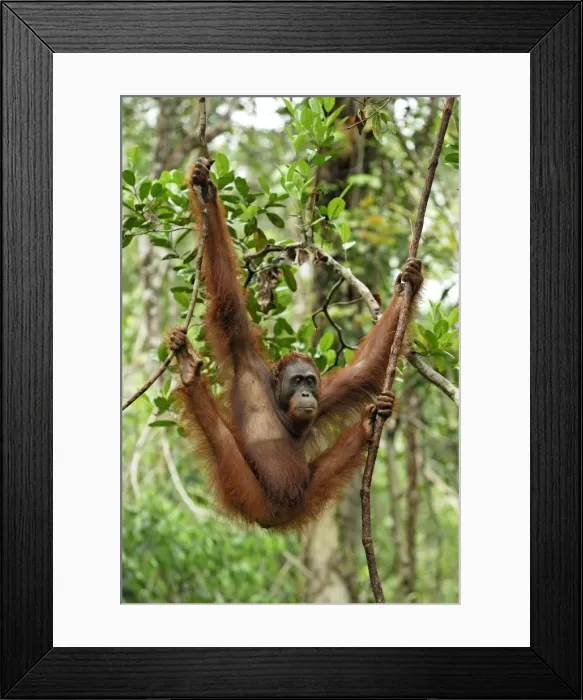 Framed Print : Borneo Orangutan - female. Camp Leaky, Tanjung Puting National Park, Borneo, Indonesia Framed Print : Borneo Orangutan - female. Camp Leaky, Tanjung Puting National Park, Borneo, Indonesia