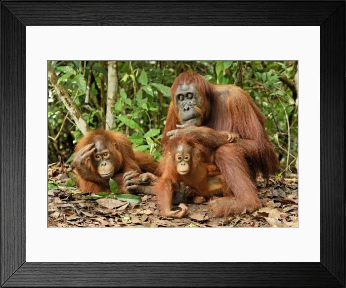 Framed Print : Borneo Orangutan - female with baby. Camp Leaky, Tanjung Puting National Park, Borneo, Indonesia Framed Print : Borneo Orangutan - female with baby. Camp Leaky, Tanjung Puting National Park, Borneo, Indonesia