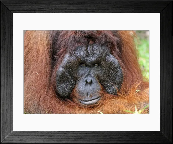 Framed Print : Borneo Orangutan - old male. Camp Leaky, Tanjung Puting National Park, Borneo, Indonesia Framed Print : Borneo Orangutan - old male. Camp Leaky, Tanjung Puting National Park, Borneo, Indonesia