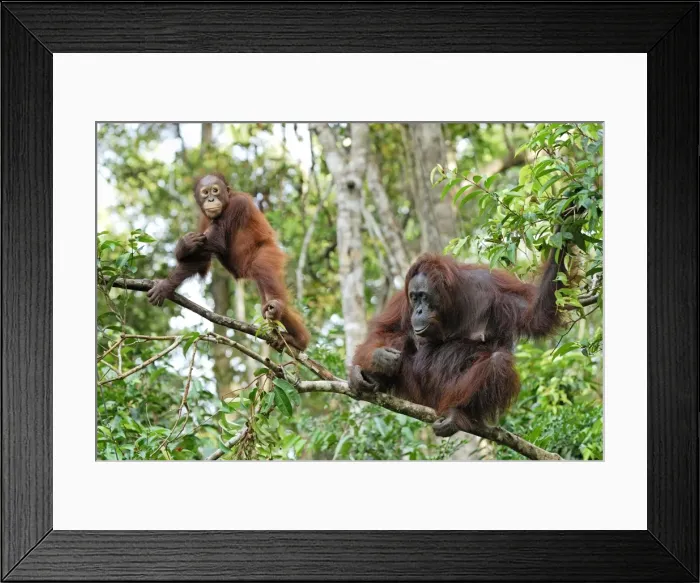 Framed Print : Borneo Orangutan - female with baby. Camp Leaky, Tanjung Puting National Park, Borneo, Indonesia Framed Print : Borneo Orangutan - female with baby. Camp Leaky, Tanjung Puting National Park, Borneo, Indonesia