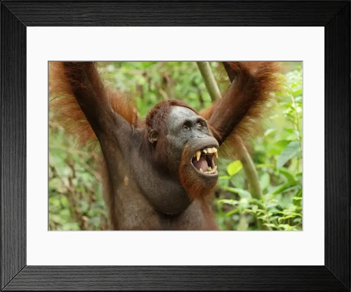 Framed Print : Borneo Orangutan. Camp Leaky, Tanjung Puting National Park, Borneo, Indonesia Framed Print : Borneo Orangutan. Camp Leaky, Tanjung Puting National Park, Borneo, Indonesia