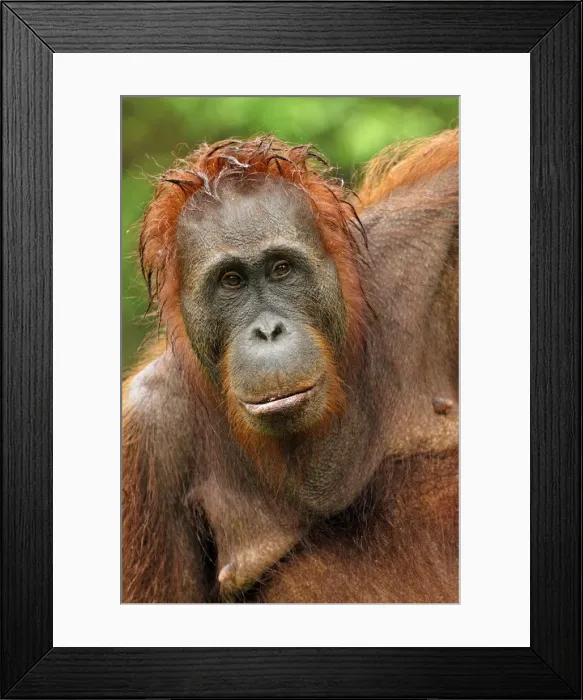 Framed Print : Borneo Orangutan - female after rain. Camp Leaky, Tanjung Puting National Park, Borneo, Indonesia