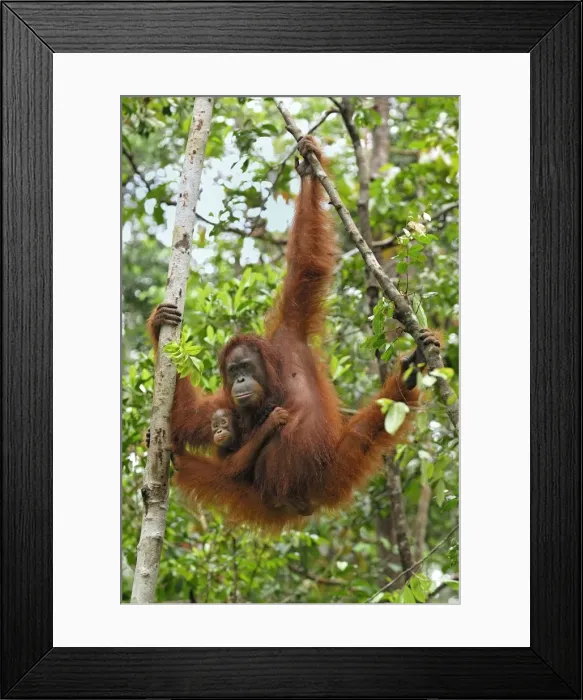 Framed Print : Borneo Orangutan - female with baby. Camp Leaky, Tanjung Puting National Park, Borneo, Indonesia Framed Print : Borneo Orangutan - female with baby. Camp Leaky, Tanjung Puting National Park, Borneo, Indonesia