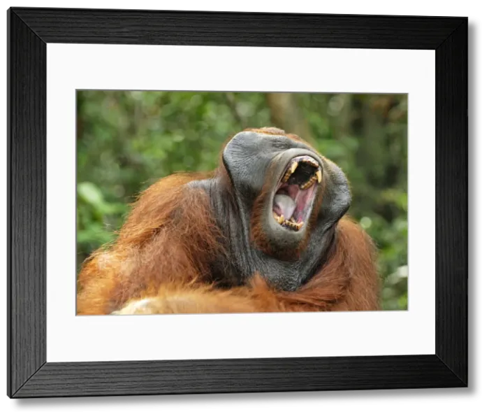 Framed Print : Borneo Orangutan - male yawning. Camp Leaky, Tanjung Puting National Park, Borneo, Indonesia Framed Print : Borneo Orangutan - male yawning. Camp Leaky, Tanjung Puting National Park, Borneo, Indonesia