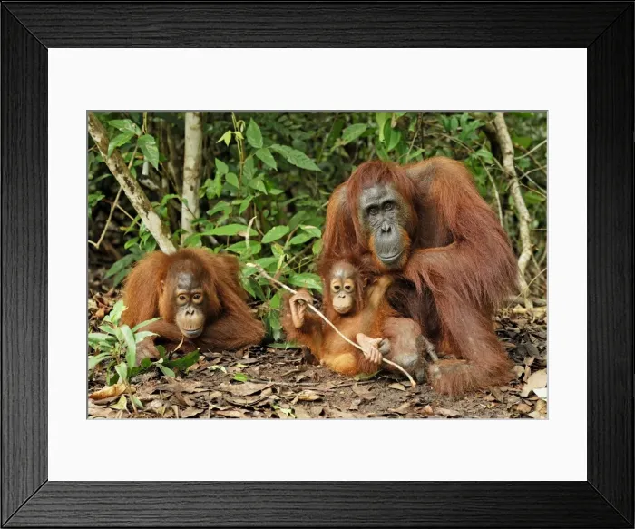 Framed Print : Borneo Orangutan - female with baby. Camp Leaky, Tanjung Puting National Park, Borneo, Indonesia Framed Print : Borneo Orangutan - female with baby. Camp Leaky, Tanjung Puting National Park, Borneo, Indonesia