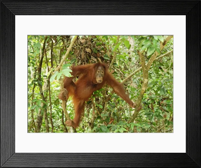 Framed Print : Borneo Orangutan - juvenile. Camp Leaky, Tanjung Puting National Park, Borneo, Indonesia Framed Print : Borneo Orangutan - juvenile. Camp Leaky, Tanjung Puting National Park, Borneo, Indonesia