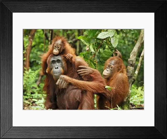 Framed Print : Borneo Orangutan - female with baby. Camp Leaky, Tanjung Puting National Park, Borneo, Indonesia Framed Print : Borneo Orangutan - female with baby. Camp Leaky, Tanjung Puting National Park, Borneo, Indonesia