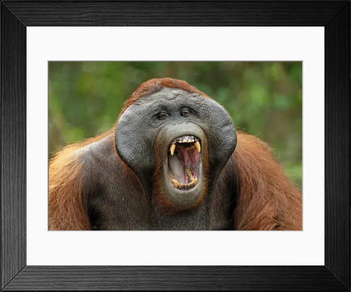 Framed Print : Borneo Orangutan - male yawning. Camp Leaky, Tanjung Puting National Park, Borneo, Indonesia Framed Print : Borneo Orangutan - male yawning. Camp Leaky, Tanjung Puting National Park, Borneo, Indonesia