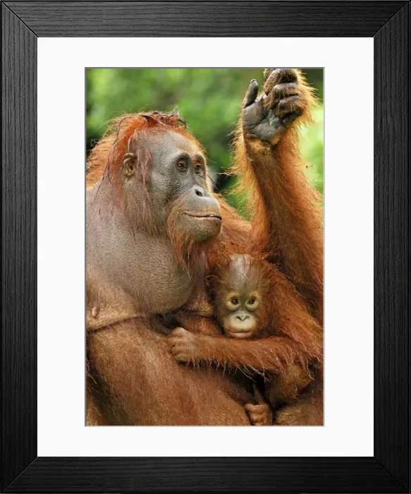 Framed Print : Borneo Orangutan - female with baby. Camp Leaky, Tanjung Puting National Park, Borneo, Indonesia Framed Print : Borneo Orangutan - female with baby. Camp Leaky, Tanjung Puting National Park, Borneo, Indonesia