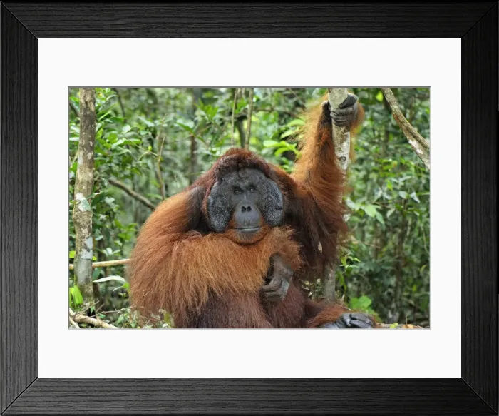 Framed Print : Borneo Orangutan - old male. Camp Leaky, Tanjung Puting National Park, Borneo, Indonesia Framed Print : Borneo Orangutan - old male. Camp Leaky, Tanjung Puting National Park, Borneo, Indonesia