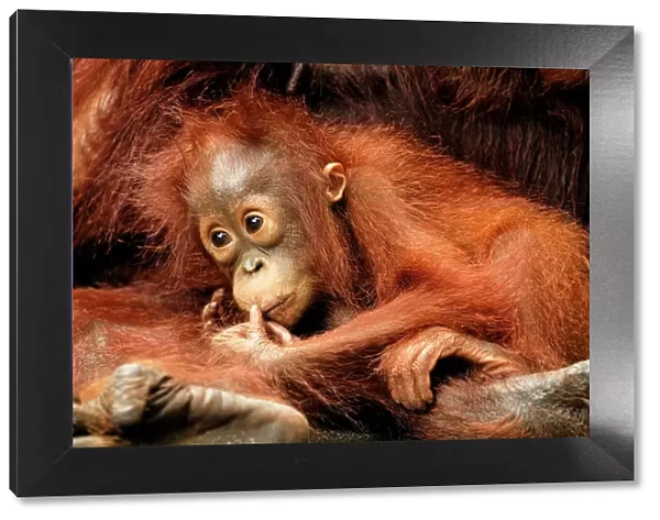 Borneo Orangutan - baby. Camp Leaky, Tanjung Puting National Park, Borneo, Indonesia