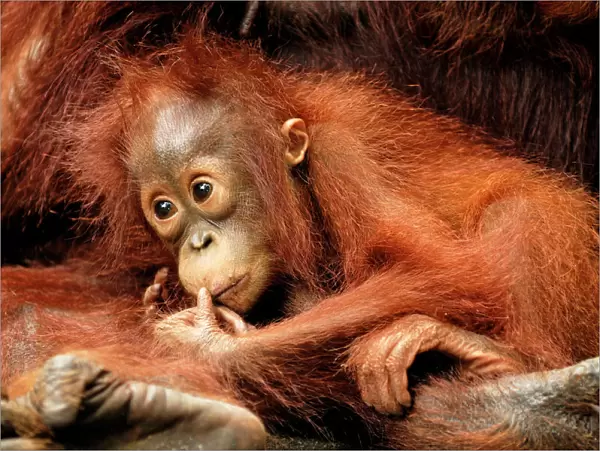 Borneo Orangutan - baby. Camp Leaky, Tanjung Puting National Park, Borneo, Indonesia
