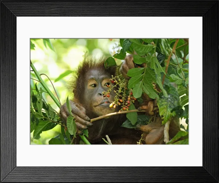 Framed Print : Borneo Orangutan - eating fruits. Camp Leaky, Tanjung Puting National Park, Borneo, Indonesia Framed Print : Borneo Orangutan - eating fruits. Camp Leaky, Tanjung Puting National Park, Borneo, Indonesia